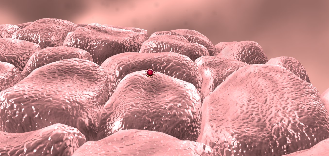 Koronavírus az emberi nyálkahártyán | Illusztráció: Pexels