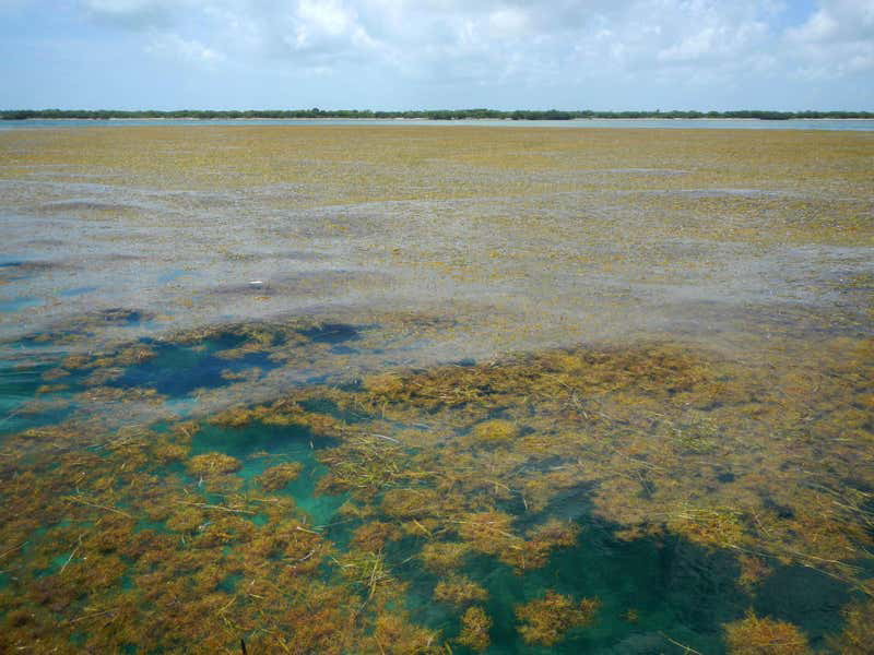 Algavirágzás. Jól hangzik, de sok tengeri élőlény számára végzetes |Forrás: Brian Lapointe, Ph.D., Florida Atlantic University’s Harbor Branch Oceanographic Institute