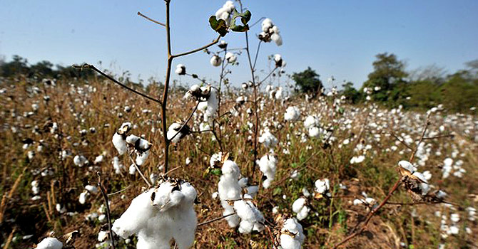 cotton-field