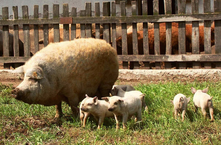 mangalica