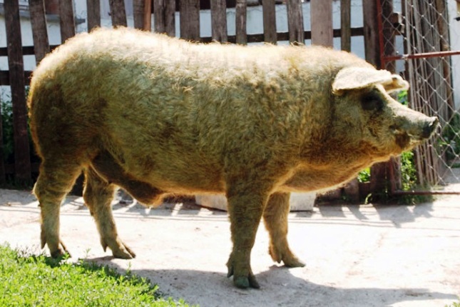 mangalica allat