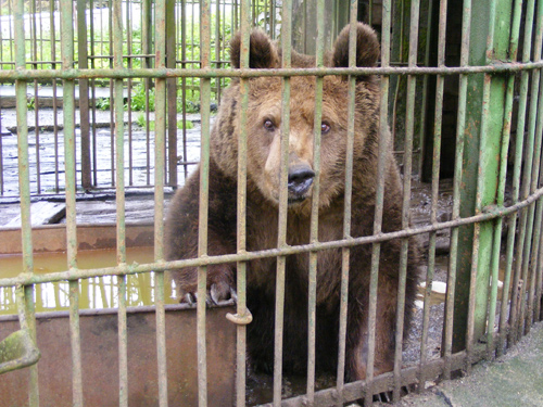 0911nagybanya zoo